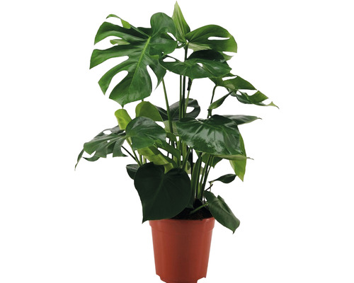 Monstera skvostná FloraSelf Monstera deliciosa výška cca 70 cm květináč Ø 21 cm Monstera pokojová rostlina v květináči
