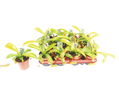 Láčkovka mix FloraSelf Nepenthes výška 10-15 cm květináč Ø 9 cm 1 ks, různé druhy Několik špirlic v květináčích na podnosu.