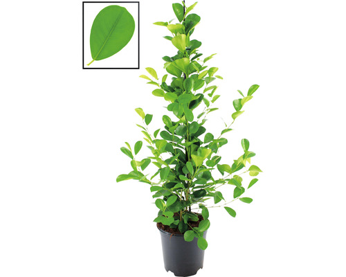 Fíkovník maloplodý FloraSelf Ficus moclame výška cca 105 cm květináč Ø 21 cm Pilea peperomioides rostlina v květináči s detailem listu