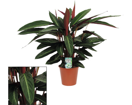 Calathea pokojová rostlina v květináči