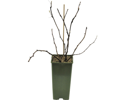 Keř s bobulemi v květináči s mřížkou