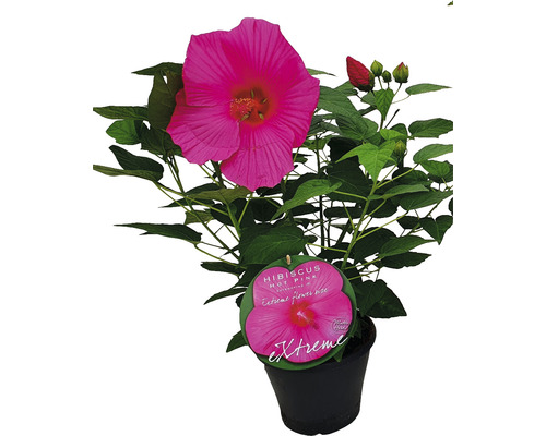 Ibišek bahenní růžový FloraSelf Hibiscus moscheutos Extreme Hot Pink výška 50-60 cm květináč 5 l