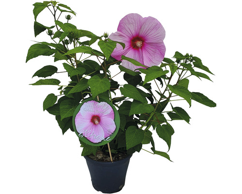 Ibišek bahenní světle růžový Hibiscus moscheutos Extreme výška 50-60 cm květináč 5 l