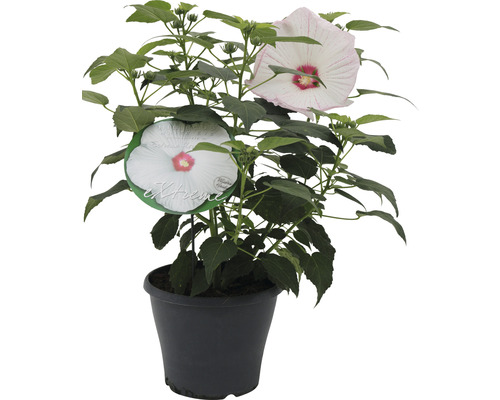 Ibišek bahenní bílý FloraSelf Hibiscus moscheutos Extreme výška 50-60 cm květináč 5 l