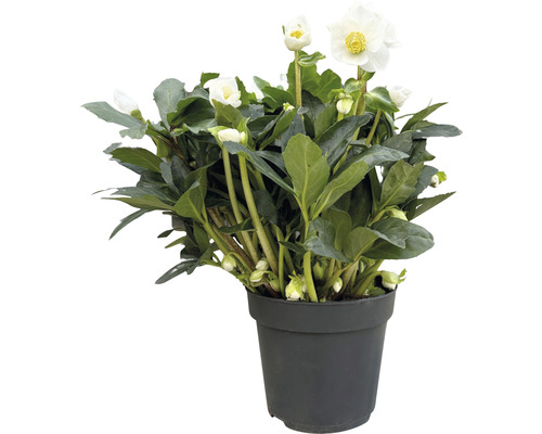 Čemeřice východní Helleborus x hybridus 'White Princess' květináč 4,5 l Čemeřice v květináči s bílými květy a zelenými listy.