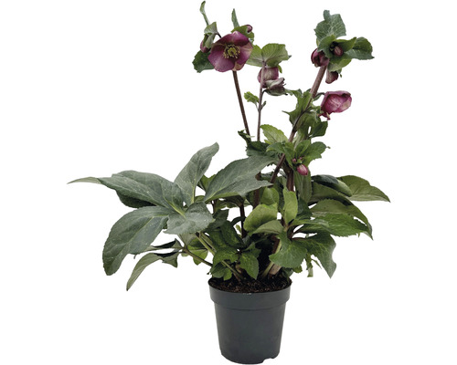 Čemeřice východní Helleborus x hybridus 'Red Princess' květináč 2 l