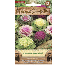 Balení semen okrasné kapusty