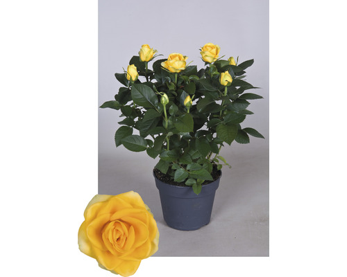 Žlutá růže v květináči