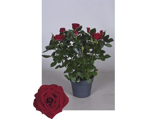 Květináčová růže s červenými květy a zelenými listy