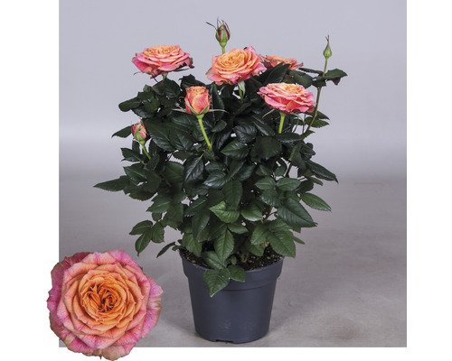 Keř růže s květy v květináči