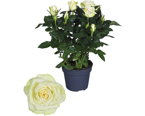 Květináčová růže se světlými květy