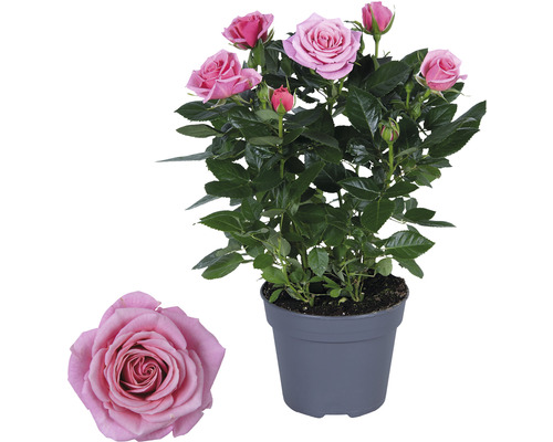 Hrnková růže s růžovými květy