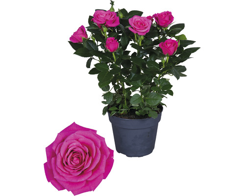 Miniaturní růže v květináči s květy