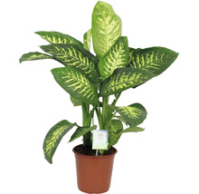 Difenbachie FloraSelf Dieffenbachia 'Tropic Snow' výška 25-30 cm květináč Ø 24 cm