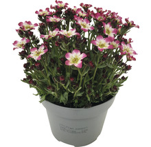 Lomikámen arendsův Saxifraga x arendsii 'Picotee' květináč Ø 12 cm výška 3-10 cm červený