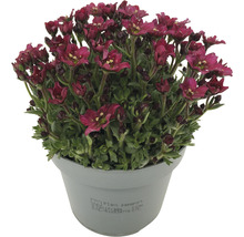 Lomikámen arendsův Saxifraga x arendsii 'Picotee' květináč Ø 12 cm výška 3-10 cm červený
