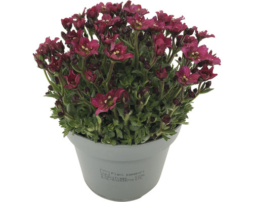 Lomikámen arendsův Saxifraga x arendsii 'Picotee' květináč Ø 12 cm výška 3-10 cm červený Lomikámen arendsův Saxifraga x arendsii 'Picotee' květináč Ø 12 cm výška 3-10 cm červený