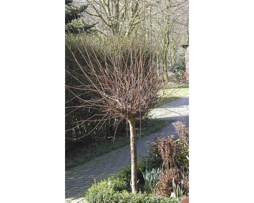 Kulatý strom v zahradě