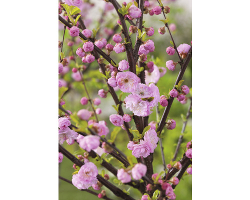 Mandloň trojlaločná polokmen FloraSelf Prunus triloba výška kmene cca 90 cm květináč 7,5 l