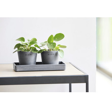 Dva šedé květináče se zelenými rostlinami pilea na stole