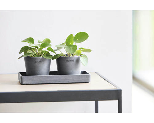 Dva šedé květináče se zelenými rostlinami pilea na stole