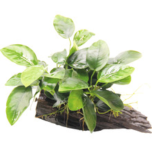 Akvarijní rostlina na kořenovém dřevě