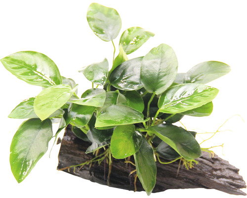 Akvarijní rostlina na kořenovém dřevě