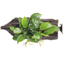 Epifytická rostlina na kořenu pro akvária