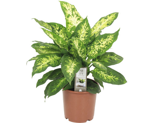 Difenbachie FloraSelf Dieffenbachia compacta výška 50-60 cm květináč Ø 17 cm Difenbachie v květináči, pokojová rostlina se vzorovanými listy