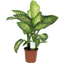 Difenbachie FloraSelf Dieffenbachia 'Tropic Snow' výška 25-30 cm květináč Ø 24 cm