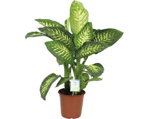 Difenbachie FloraSelf Dieffenbachia 'Tropic Snow' výška 25-30 cm květináč Ø 24 cm Diefenbachie v květináči