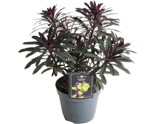 Pryšec mandloňovitý červený FloraSelf Euphorbia amygdaloides 'Purpurea' 5-50 cm květináč 15 cm