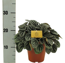 Pepřinec trpasličí FloraSelf Peperomia burbella výška cca 25 cm květináč Ø 15 cm