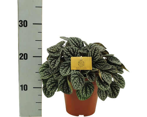 Pepřinec trpasličí FloraSelf Peperomia burbella výška cca 25 cm květináč Ø 15 cm