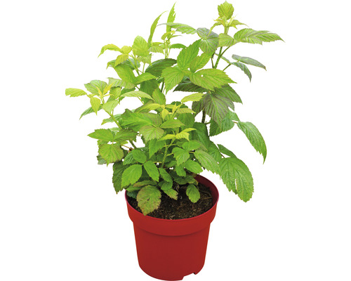 Maliník v květináči