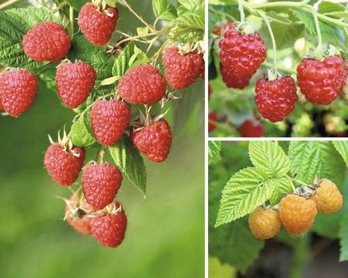 Maliník BIO Trio na špalíru FloraSelf Bio Rubus idaeus 50-60 cm květináč 6 l, 3 odrůdy červené, žluté maliny