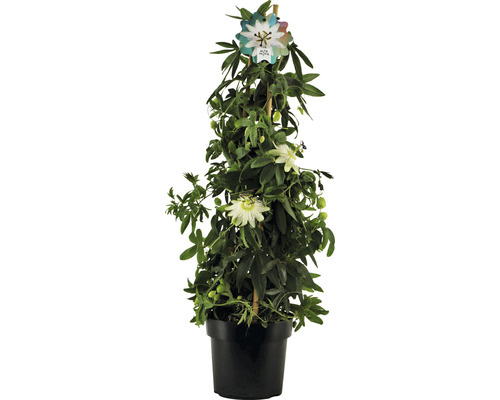 Mučenka pyramida Passiflora caerulea 'Constance Elliot' výška cca 70 cm květináč 2 l vonné květy