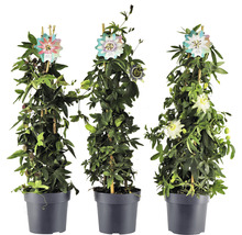 Mučenka pyramida Passiflora caerulea výška cca 70 cm květináč 2 l