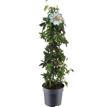 Mučenka pyramida Passiflora caerulea výška cca 70 cm květináč 2 l