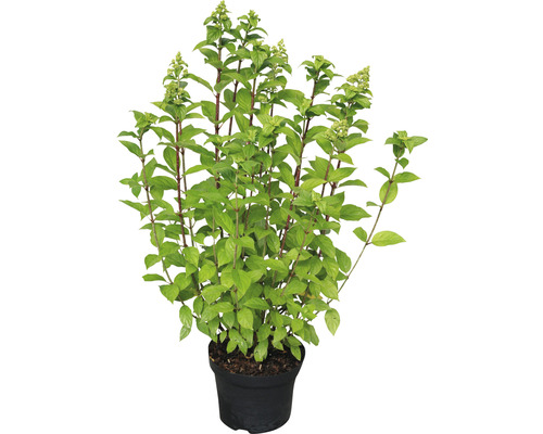 Hortenzie latnatá Hydrangea paniculata 'Limelight'® 40-50 cm květináč 3 l