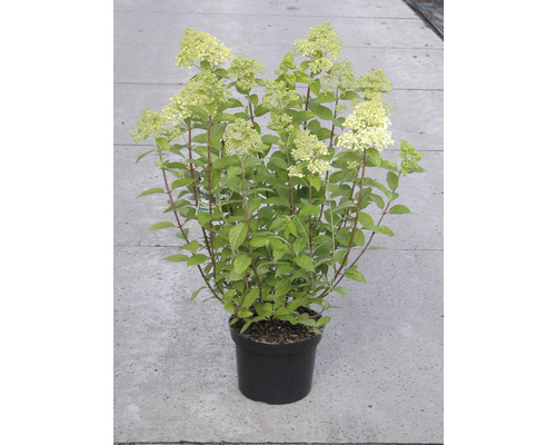 Latnatá hortenzie v květináči