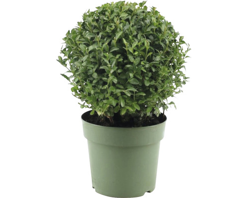 Buxusy (Buxus sempervirens, rostoucí kultivar, zelenými listy) Buxusy