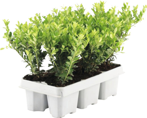 Cesmína vroubkovaná FloraSelf Ilex crenata 'Jenny' samičí odrůda balení 6 ks Sazenice zimostrázu v pěstební nádobě
