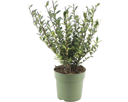 Cesmína vroubkovaná FloraSelf Ilex crenata 'Jenny' 10-20 cm květináč 1 l samičí