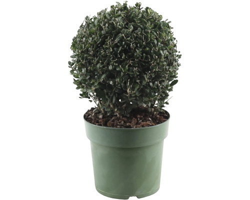 Cesmína vroubkovaná koule FloraSelf Ilex crenata 'Jenny' Ø cca 20 cm květináč 2,5 l samičí