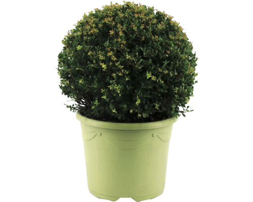 Cesmína vroubkovaná koule FloraSelf Ilex crenata 'Caroline Upright' Ø cca 32 cm květináč 12 l samičí