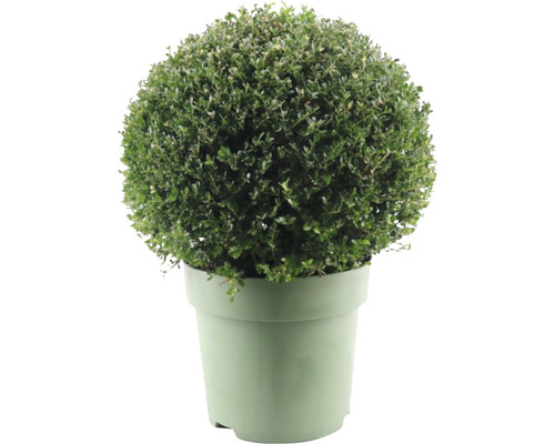 Cesmína vroubkovaná koule FloraSelf Ilex crenata 'Glory Gem' Ø cca 50 cm květináč 15 l samičí