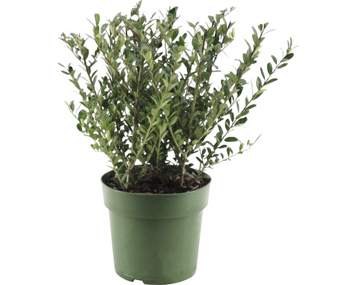 Cesmína vroubkovaná FloraSelf Ilex crenata 'Jenny' 15-25 cm květináč 2,5 l samičí Buxus v květináči pro zahradu