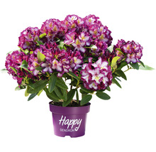 Rhododendron v květináči s vícebarevnými květy