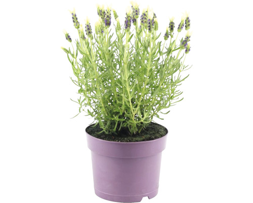 Levandule smilovitá FloraSelf Lavandula stoechas ‚Anouk‘ výška 20-25 cm Ø 15 cm květináč bílá